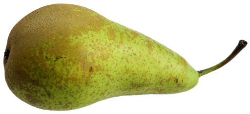 Conference Pear