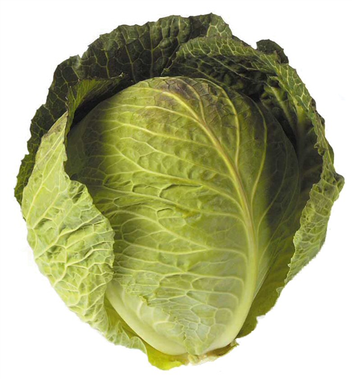 Green Cabbage