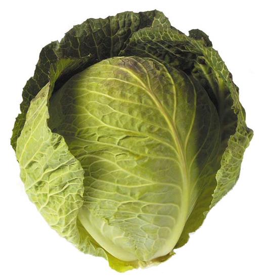 Savoy Cabbage
