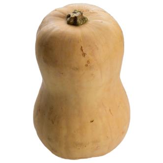 Butternut Squash