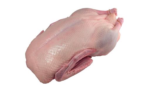 Gressingham Duckling