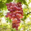 Flame Red Grapes 500g