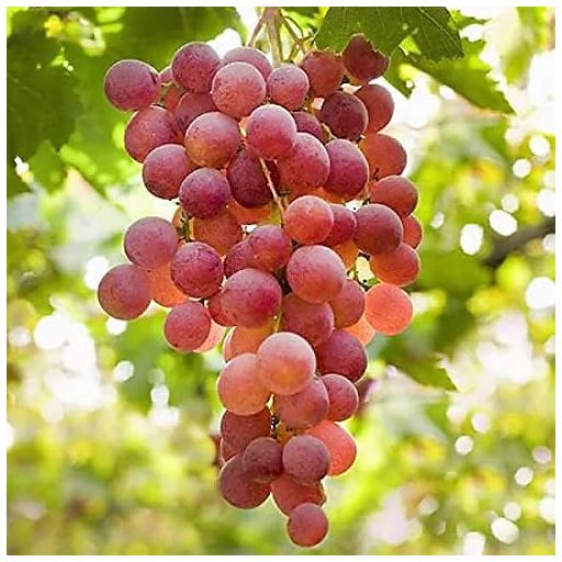 Flame Red Grapes 500g