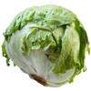 Iceberg Lettuce