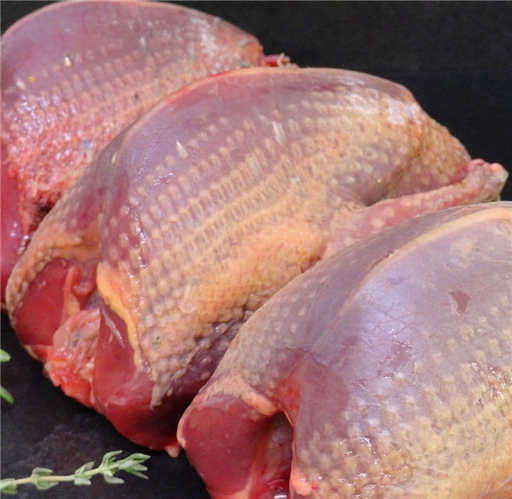 Pigeon