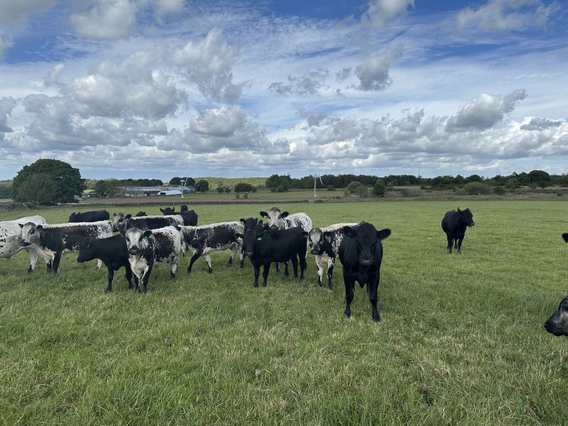 Dexter cattle in field