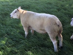 Hightecs Yorick - Texel ram