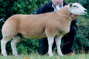 Roxburgh Shot Gun Willie - Texel ram